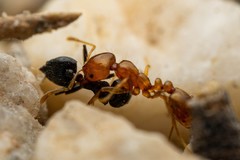 Solenopsis geminata