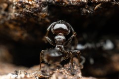 Crematogaster torosa