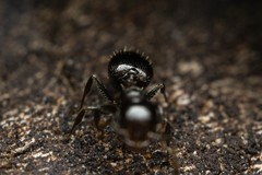 Crematogaster torosa