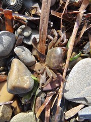 Cyclograpsus audouinii