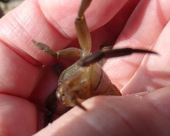 Cyclograpsus audouinii