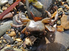 Cyclograpsus audouinii