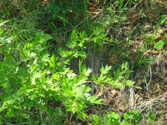 Crataegus pinnatifida