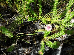 Diastella divaricata divaricata