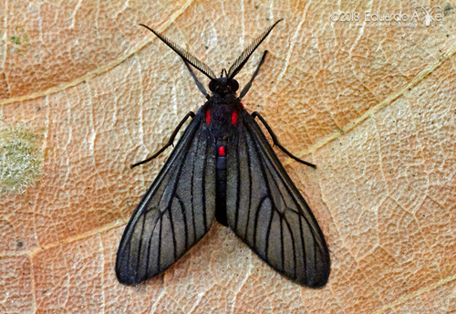 Genus Pseudomya · iNaturalist