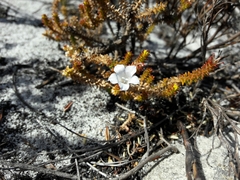 Roella recurvata
