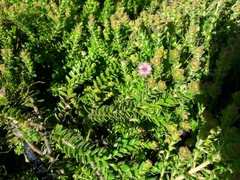 Diastella divaricata divaricata