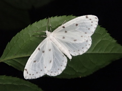 Naxa seriaria
