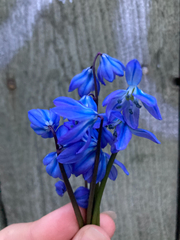 Scilla siberica