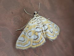 Elophila interruptalis