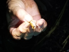 Eleutherodactylus antillensis