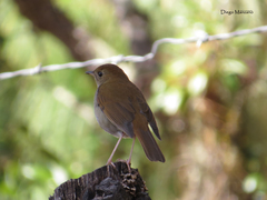 Catharus occidentalis