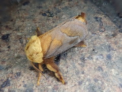 Narosoideus flavidorsalis