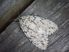 Lymantria bantaizana