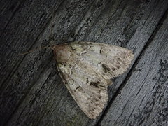 Polyphaenis subviridis