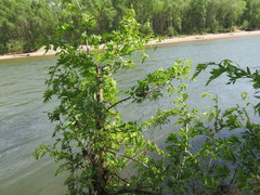 Crataegus pinnatifida