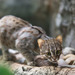 Gato Rojizo - Photo (c) Cloudtail the Snow Leopard, algunos derechos reservados (CC BY-NC-ND)