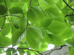 Fagus crenata
