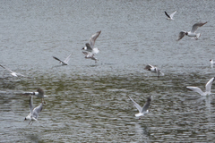 Chroicocephalus ridibundus