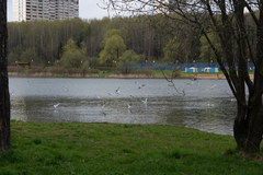 Chroicocephalus ridibundus