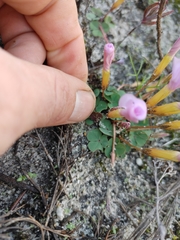 Oxalis eckloniana-nidulans