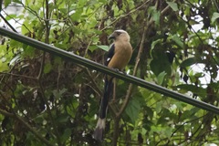 Dendrocitta cinerascens