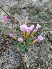 Oxalis eckloniana-nidulans