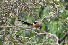 Dendrocitta cinerascens