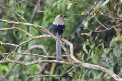 Dendrocitta cinerascens