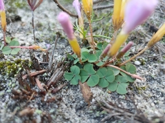 Oxalis eckloniana-nidulans