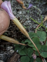 Oxalis eckloniana-nidulans