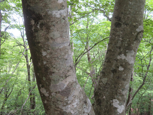 Image of Fagus crenata by (c) Marco Mussita, some rights reserved (CC BY)