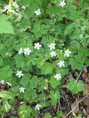 Anemonoides glabrata