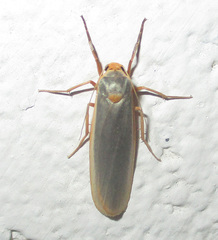 Sozusa scutellata