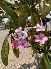 Plumeria rubra