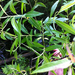 Salix sericea - Photo (c) Charlie Hohn,  זכויות יוצרים חלקיות (CC BY), הועלה על ידי Charlie Hohn