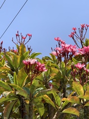 Plumeria rubra