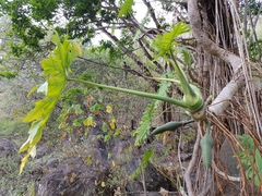 Philodendron warszewiczii