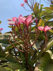 Plumeria rubra