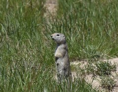 Urocitellus richardsonii