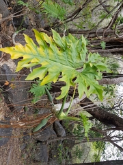 Philodendron warszewiczii