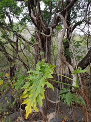 Philodendron warszewiczii