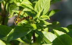 Delta campaniforme campaniforme