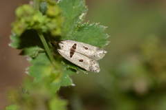 Mirificarma cytisella