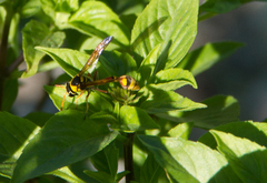 Delta campaniforme campaniforme