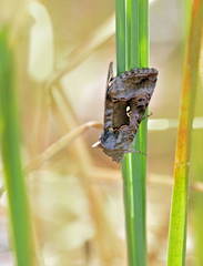 Syngrapha microgamma