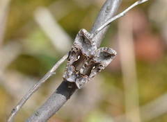 Syngrapha microgamma