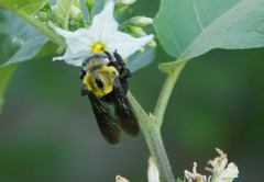 Xylocopa ocularis