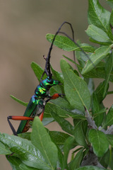 Plinthocoelium suaveolens