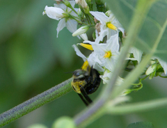 Xylocopa ocularis